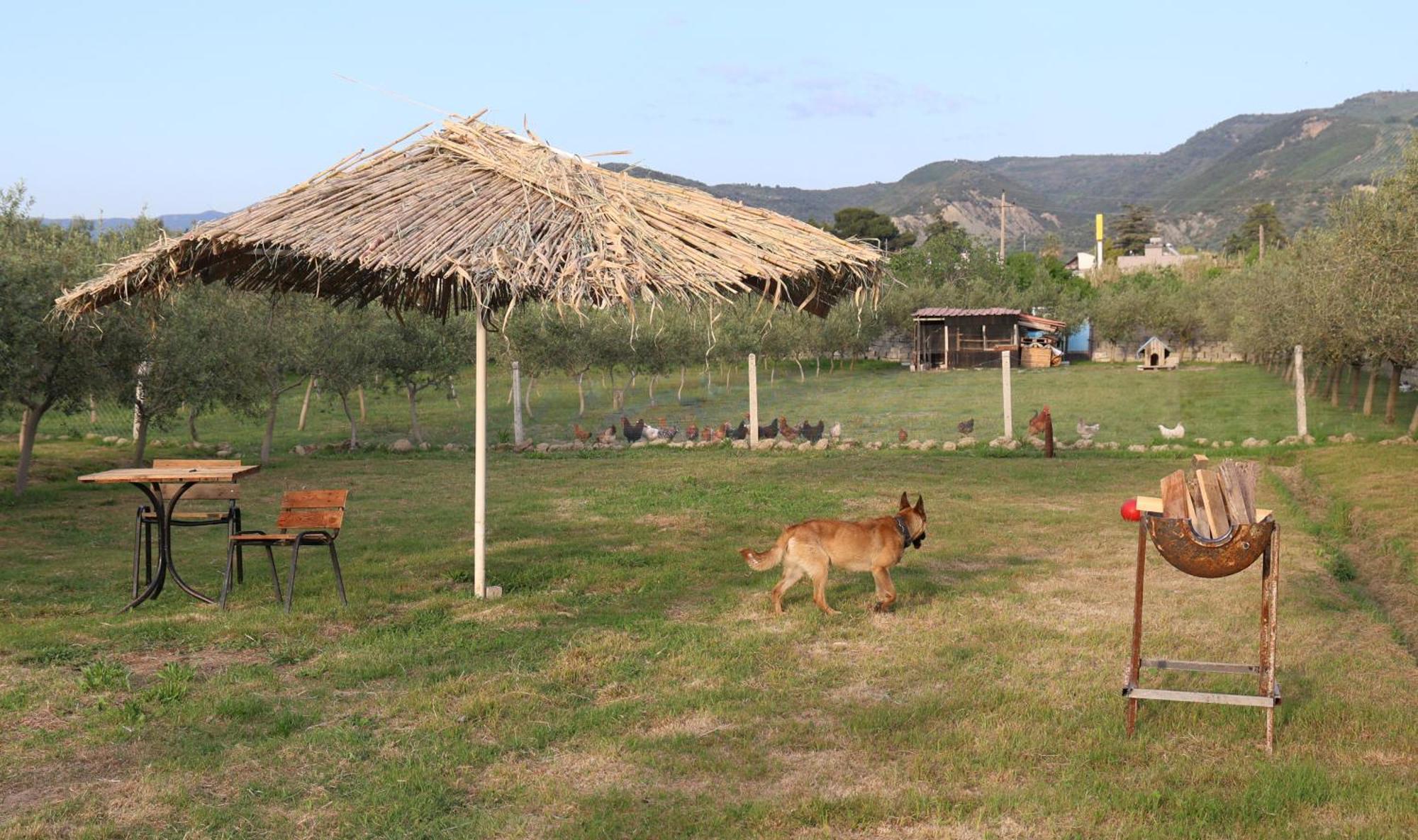 Olive Oasis Studio เบราท ภายนอก รูปภาพ